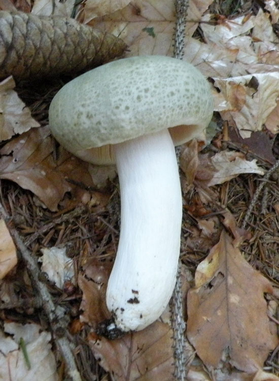Dal Trentino: Tricholoma pardinum ?